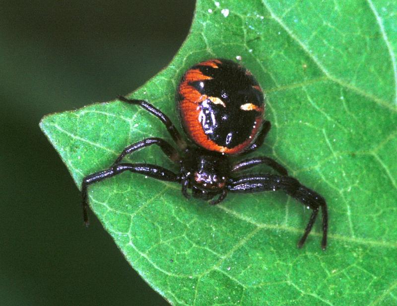 Synaema_globosum_F2185_Z_88_Les Gris_Frankrijk.jpg